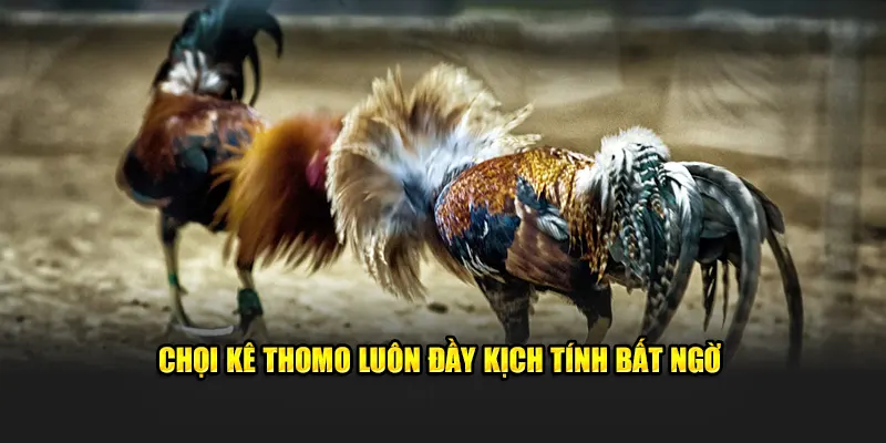 Chọi kê Thomo luôn đầy kịch tính bất ngờ