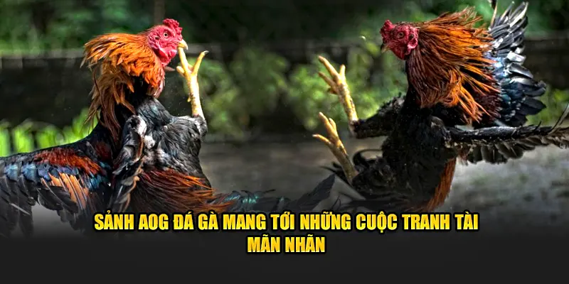 Sảnh AOG Đá Gà mang tới những cuộc tranh tài mãn nhãn