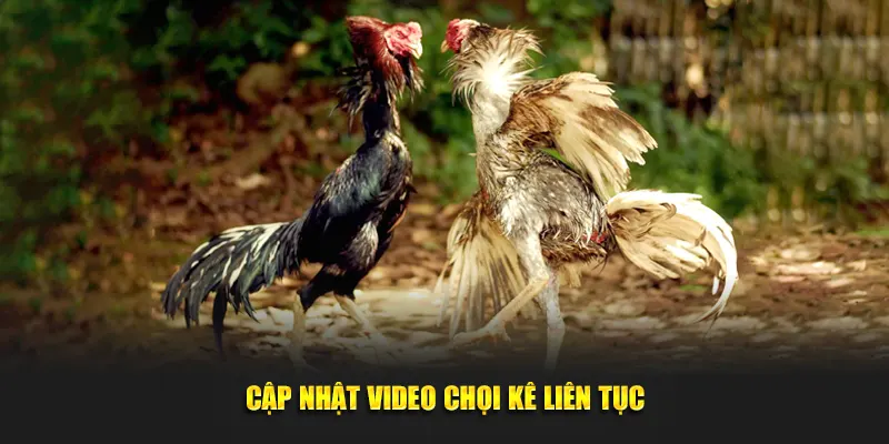 Cập nhật video chọi kê liên tục