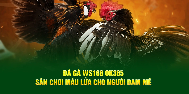đá gà WS168