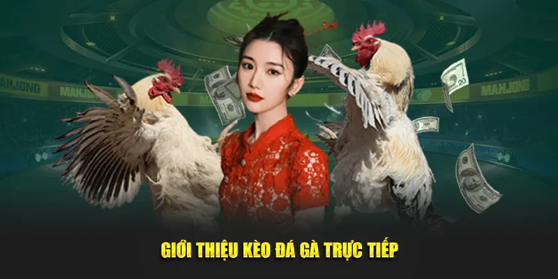 Tìm hiểu kèo đá gà trực tiếp là gì