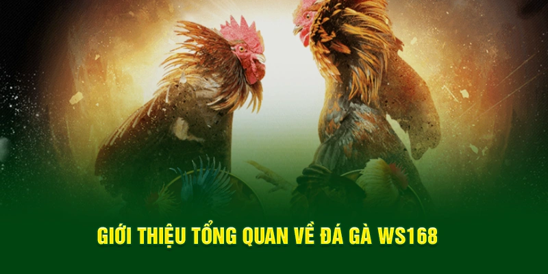 Giới thiệu tổng quan về đá gà ws168 hiện đang nổi như cồn