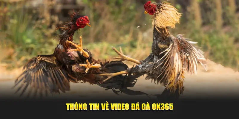 Một số thông tin về video đá gà Ok365