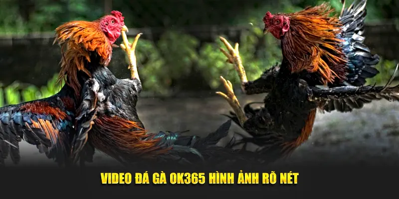 Video đá gà Ok365 hình ảnh rõ nét