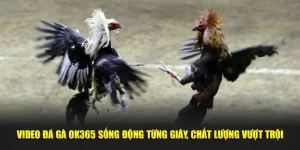 Video đá gà OK365